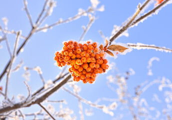 Bunches of mountain ash in winter. Bright red berries covered with snow against a blue sky