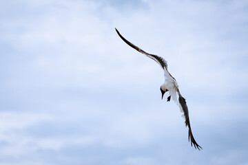 seagull in flight