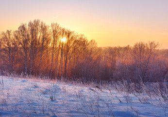 Dawn over the winter forest. The sun shines through the branches of the trees, the field is covered with blue snow