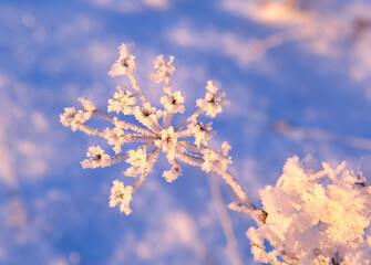 A branch of grass in winter. The inflorescence of the field grass is covered with snow crystals on a blurry blue background