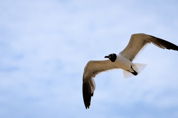 seagull in flight