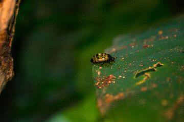 Golden ladybug walking on top of the leaves, photographed in 2019.