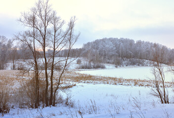 Winter field in the morning. Bare trees among drifts of snow, forest on the horizon