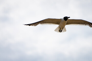 seagull in flight