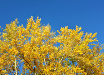 The crowns of the autumn trees. Bright yellow leaves against a clear blue sky