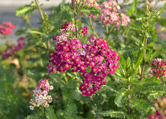 Pink Phlox. Garden flower on a blurry background of green leaves