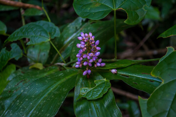 Macro photograph of lilac flowers moistened by dew, photographed in 2019 in the Peruvian jungle.