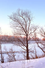 Tree in winter. Crown with bare branches, snow drifts, lake shore on the horizon