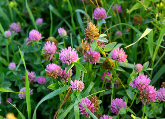 Clover in the grass. Pink wild flowers, the dew on the leaves