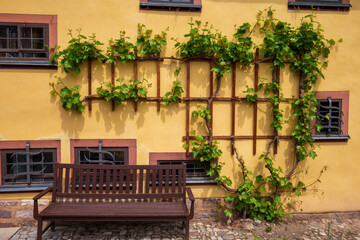 Fototapeta na wymiar Bench and grape vine in the rear garden of the house where the famous composer and musician J.S. Bach was born in March 31, 1685.