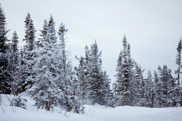 Winter natural snowy forest landscape.