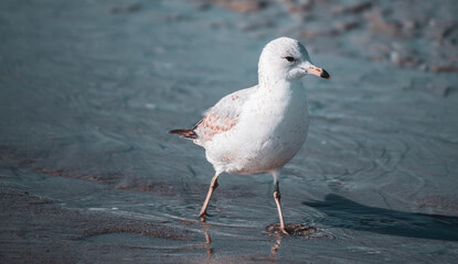 Seagull at the Beach
