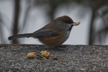 A Boreal Chickadee having some Peanuts