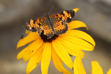 butterfly on flower