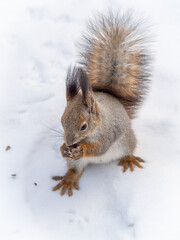 Naklejka na ściany i meble The squirrel sits on white snow with nut in winter.