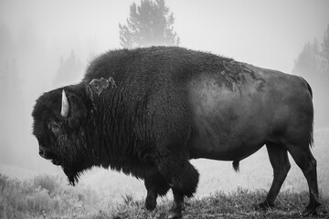 Bison in the fog