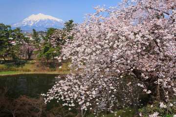 岩木山と弘前公園の桜
