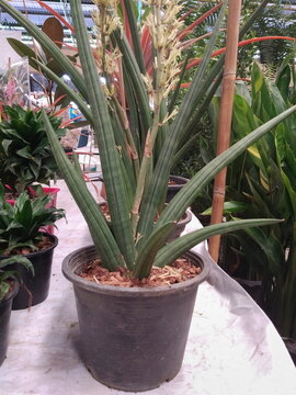 view of Dracaena stuckyi (Sansevieria stuckyi) planting in flowerpot.
