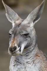 アカカンガルー