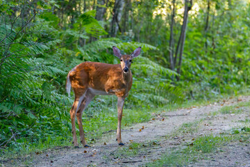 Three legged White-tailed Doe (Odocoileus virginianus) standing in an opening in the forest during summer. Selective focus, background blur
