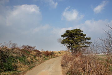 Country road landscape with clouded sky and tree.