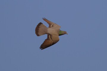 Rock / Domestic Pigeon isolated on sky