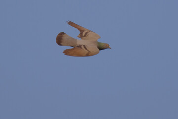 Rock / Domestic Pigeon isolated on sky