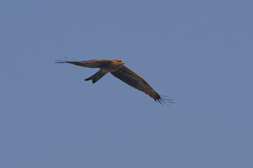 Black Kite isolated on sky