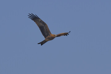 Black Kite isolated on sky