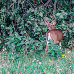 White-tailed Buck (Odocoileus virginianus) during late summer with velvet antlers feeding on leaves. Selective focus, background and foreground blur
