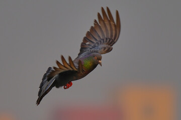 Rock / Domestic Pigeon isolated on sky