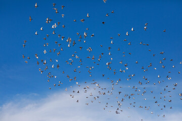 flock of speed racing pigeon flying against blue sky
