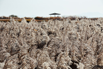 Suncheon Bay reed field scenery. Suncheon South Korea. Nov. 17, 2020.
