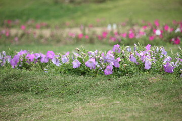 A collection of blooming flowers line the beautiful hillside tourism park of the city