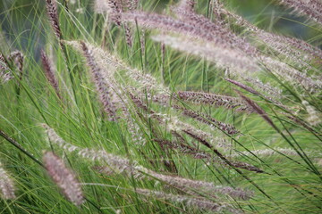 big tall weeds in the city tourist park