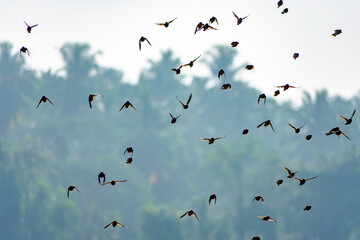 Go together. A group of birds flying over paddy field on sunny day.