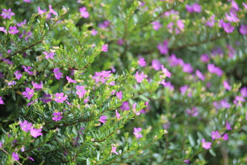 a small purple wild flower in a city park