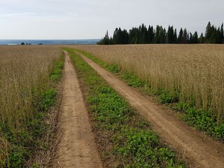 Obraz premium Country road in a field of golden rye