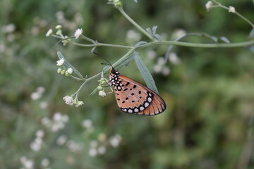 A Beautiful Butterfly