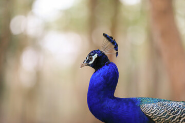Naklejka premium A beautiful close up peacock with green and blue plumes with majestic plumage.
