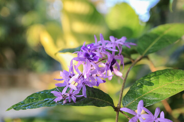 Purple wreath, Sandpaper vine, Queen's wreath as background