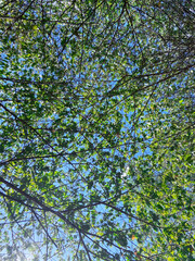 green leaves against blue sky