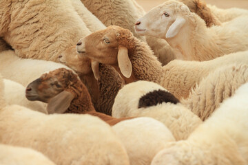 Feeding the sheep on a farm