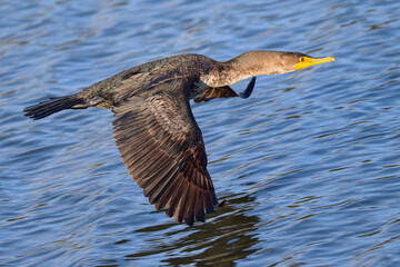 Double-crested cormorant in beautiful light, seen in the wild in North California 