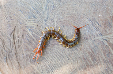 A centipede can bite. It is a poisonous animal and has a lot of legs.
