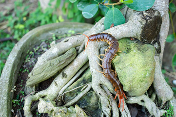 A centipede can bite. It is a poisonous animal and has a lot of legs.