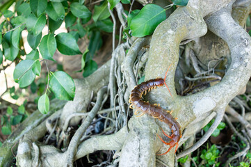 A centipede can bite. It is a poisonous animal and has a lot of legs.