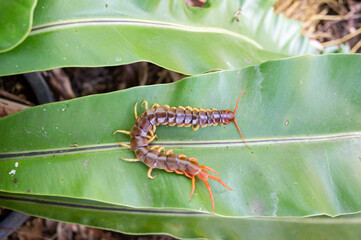 A centipede on a large green leaf It is a poisonous animal and has a lot of legs.