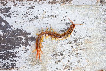 A centipede can bite. It is a poisonous animal and has a lot of legs.