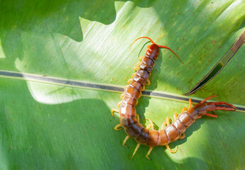 A centipede can bite. It is a poisonous animal and has a lot of legs.